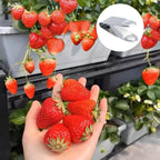 Stainless Steel Strawberry Huller Fruit Stem Remover Picker Leaf Peeler Tweezers Kitchen Gadgets for Strawberry Cherry Tomato Fruit Tools, 4Pcs