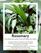 LeGourmet Nonstick Bread Loaf Pan 9 X 5 Inch, Ceramic Coating, Non-Toxic, Rust Resistant Aluminized Steel, Perfect 1 lb Baking Dish for Meatloaf, Pound Cake & Brownie (Rosemary)