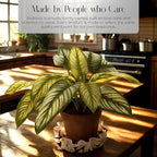 Andreas Silicone JO-920 Garlic