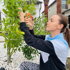 BEoffer 4 Pack Pruning Shears, 6.5 Inch Garden Scissors Gardening Hand Pruning Snips with Straight Stainless Steel Precision Blades for Gardening Flower Plant Precise Trimming and Pruning Maintenance