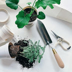 Plant Pruning Shears Garden Trimming Scissors Precision Hand Pruner Herb Snips Flower Clippers Bonsai Trimmers Straight Sharp Blade Tapered Tip Ergonomic Handle Garden Tools (Classic Cream)